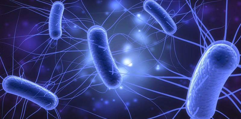 What You Need to Know About E. Coli